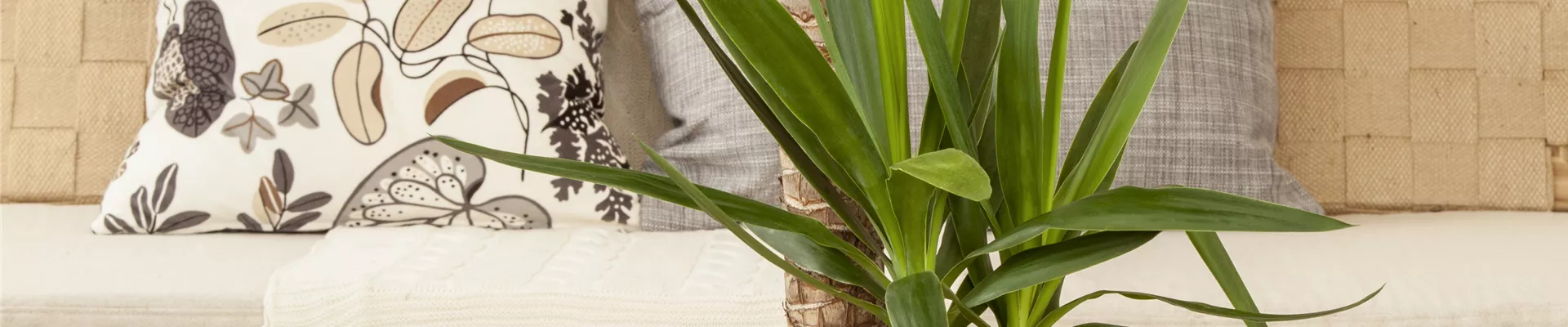 Yucca elephantipes Yucca elephantipes