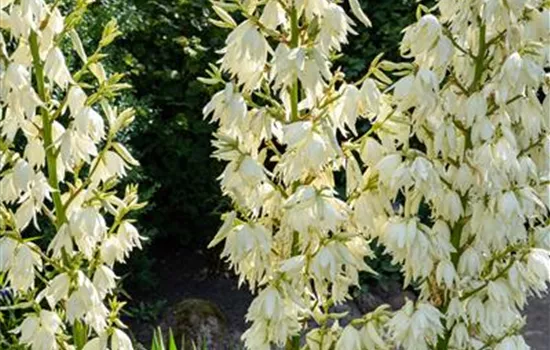Yucca filamentosa Yucca filamentosa