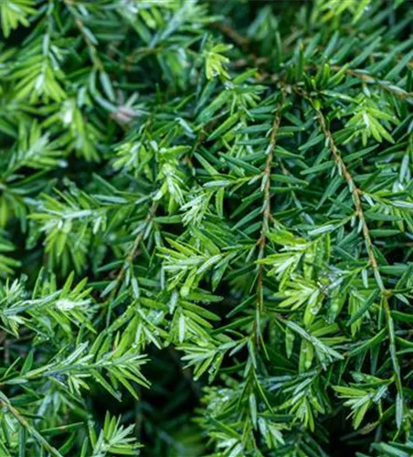 Tsuga canadensis 'Nana'