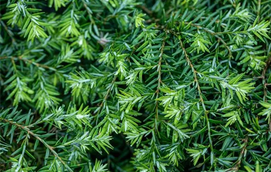 Tsuga canadensis 'Nana'