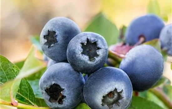 Vaccinium corymb.'Bluecrop' CAC Vaccinium corymb.'Bluecrop' CAC