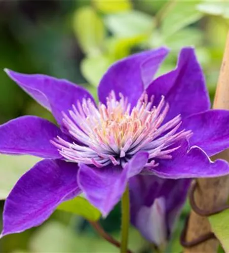 Clematis 'Multi Blue'