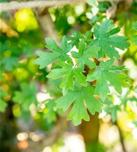 Acer campestre