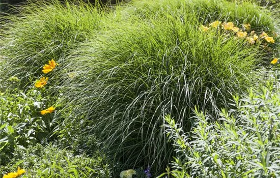 Beliebte Gräser als besonderer Blickfang Beliebte Gräser als besonderer Blickfang