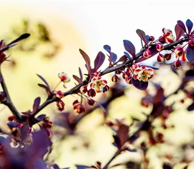 Berberis thunbergii 'Atropurpurea'
