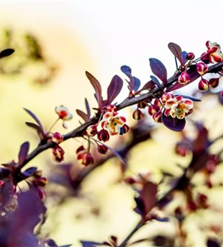 Berberis thunbergii 'Atropurpurea'