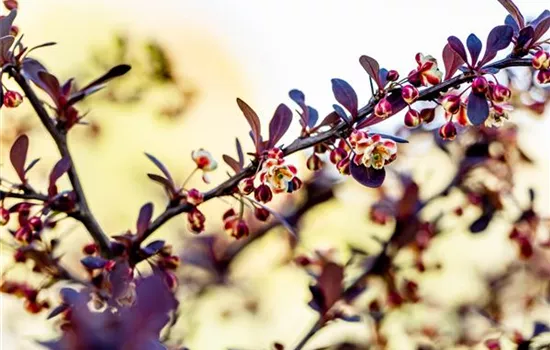 Berberis thunbergii 'Atropurpurea'