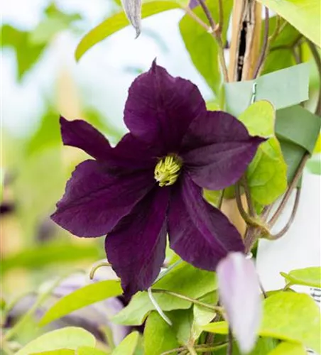Clematis 'Romantica'