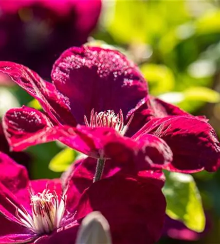 Clematis 'Rouge Cardinal'