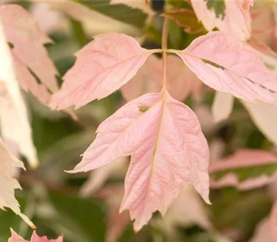 Acer negundo 'Flamingo' Acer negundo 'Flamingo'