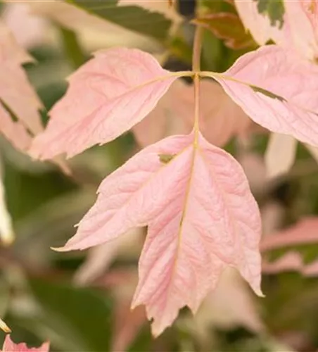 Acer negundo 'Flamingo'