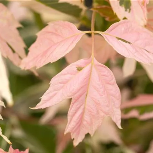 Acer negundo 'Flamingo'
