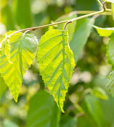 Betula jacquemontii Betula jacquemontii