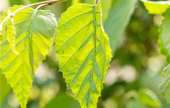 Betula jacquemontii Betula jacquemontii