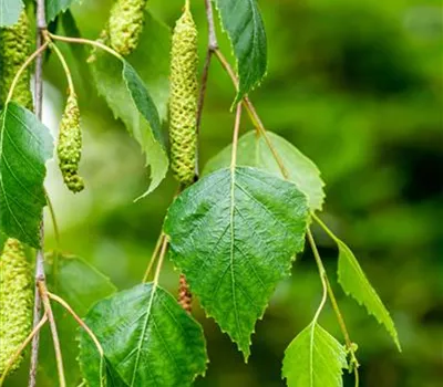 Betula pendula 'Youngii' Betula pendula 'Youngii'