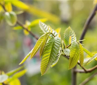 Castanea sativa