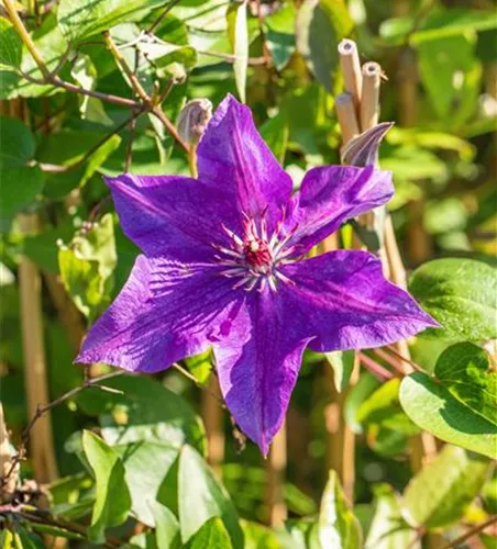 Clematis 'The President'