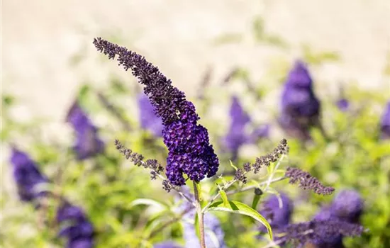 Buddleja davidii 'Black Knight' Buddleja davidii 'Black Knight'