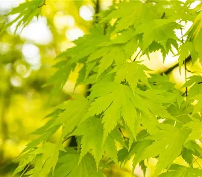 Acer palmatum 'Orange Dream' Acer palmatum 'Orange Dream'