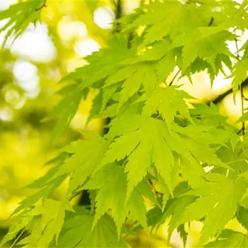 Acer palmatum 'Orange Dream'