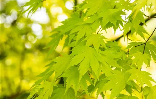 Acer palmatum 'Orange Dream'