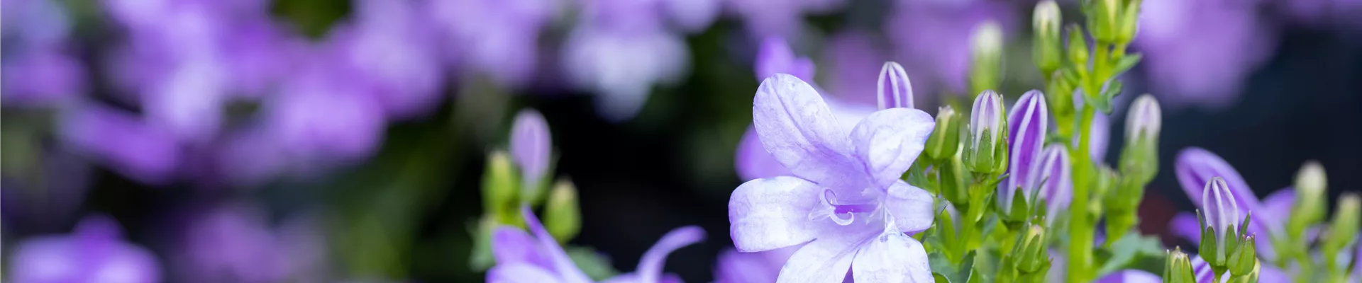 Campanula, blau Campanula, blau
