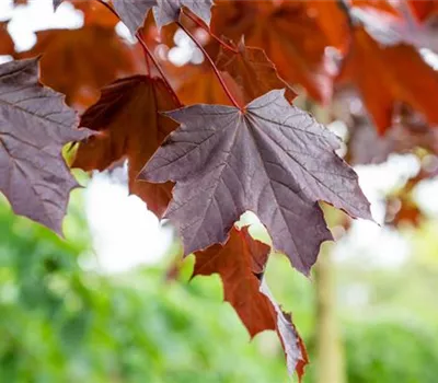 Acer platanoides 'Crimson Sentry' Acer platanoides 'Crimson Sentry'