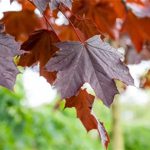 Acer platanoides 'Crimson Sentry'