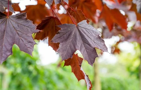 Acer platanoides 'Crimson Sentry' Acer platanoides 'Crimson Sentry'
