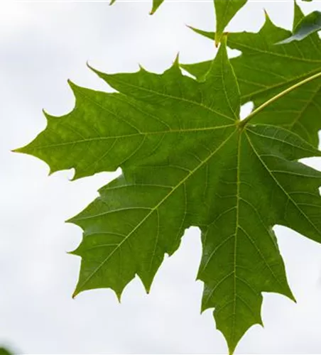 Acer platanoides 'Globosum'