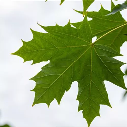 Acer platanoides 'Globosum'
