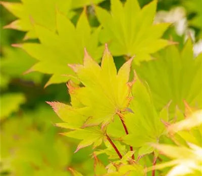 Acer shirasawanum 'Aureum'