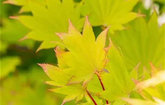 Acer shirasawanum 'Aureum' Acer shirasawanum 'Aureum'