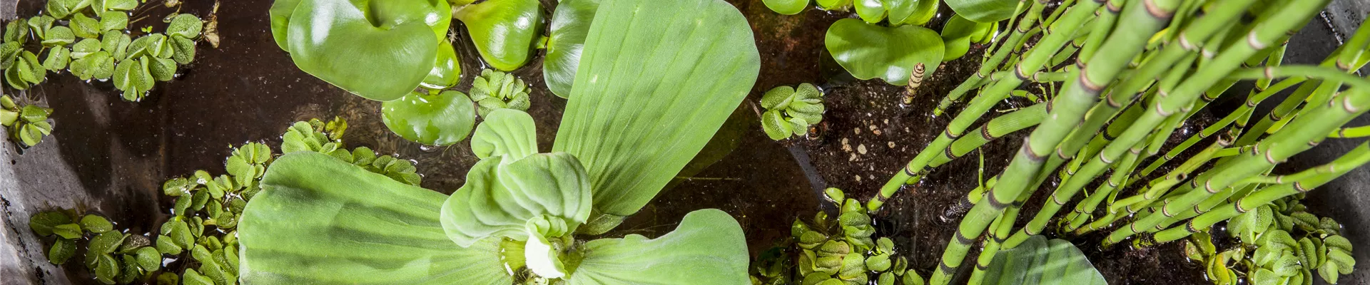 Pistia stratiotes Pistia stratiotes