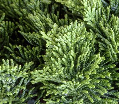 Chamaecyparis obtusa 'Nana Gracilis'