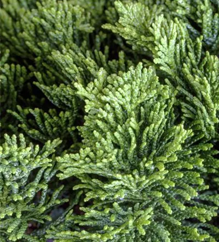 Chamaecyparis obtusa 'Nana Gracilis'