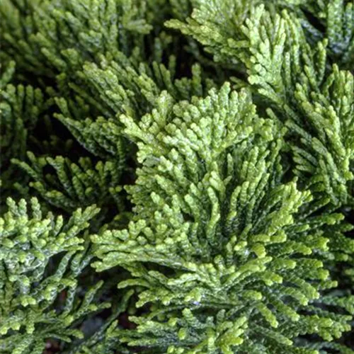 Chamaecyparis obtusa 'Nana Gracilis'