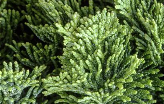 Chamaecyparis obtusa 'Nana Gracilis'