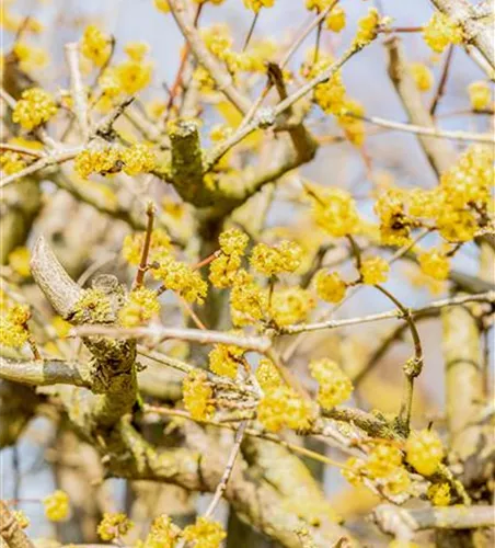 Cornus mas 'Jolico'