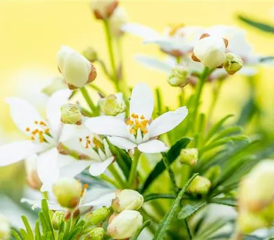 Choisya ternata 'White Dazzler' -S- Choisya ternata 'White Dazzler' -S-