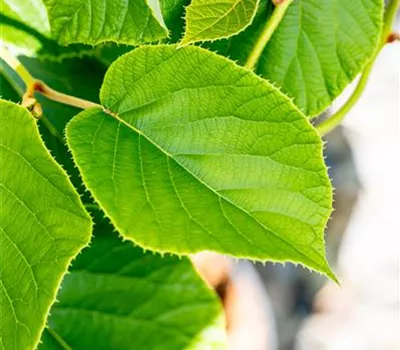 Actinidia chinensis 'Jenny' Actinidia chinensis 'Jenny'