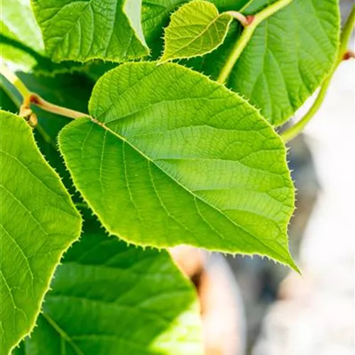 Actinidia chinensis 'Jenny'
