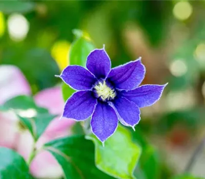 Clematis 'Arabella'