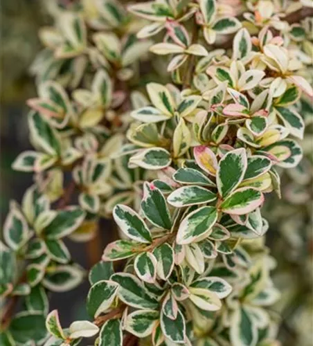 Cotoneaster dammeri 'Juliette'