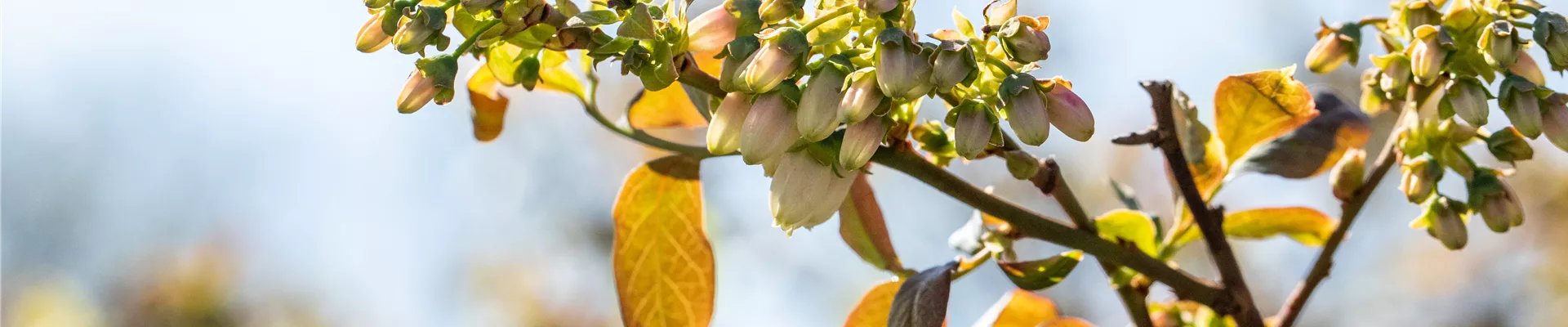 Vaccinium corymbosum 'Meader' Vaccinium corymbosum 'Meader'