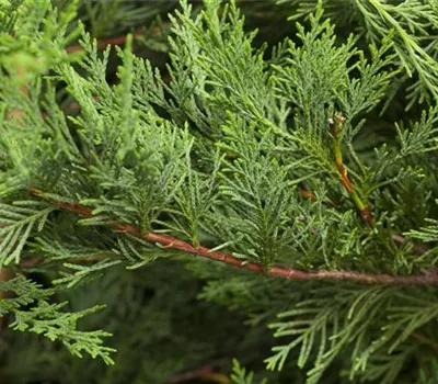 Cupressocyparis leylandii