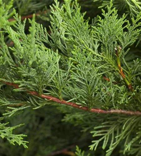 Cupressocyparis leylandii