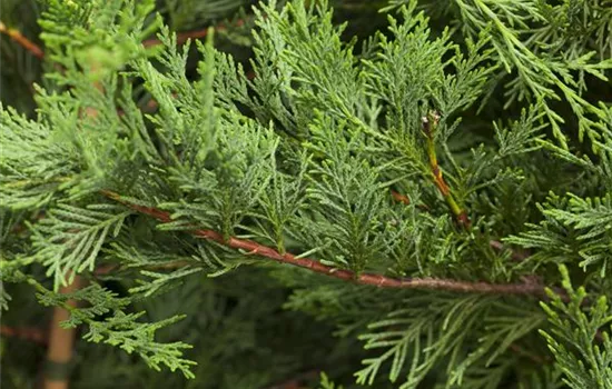 Cupressocyparis leylandii