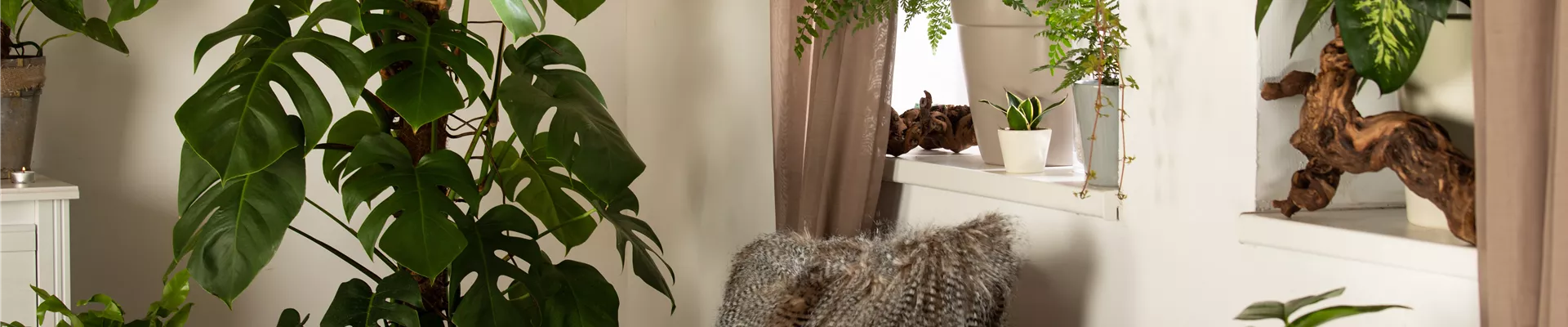 Grünpflanzen Grünpflanzen