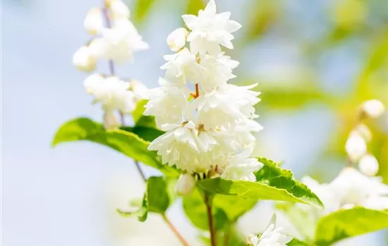 Deutzia scabra 'Plena'